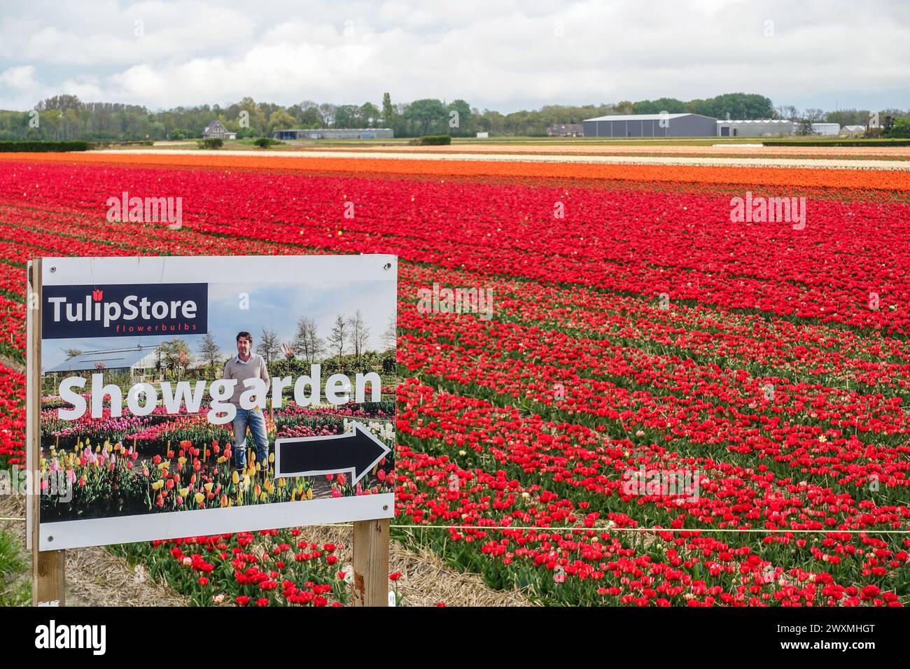 Vibrant red tulips blooming in a dense floral field, behind a Show garden sign, in the farming fields in the flower bulb region, Netherlands Stock Photo