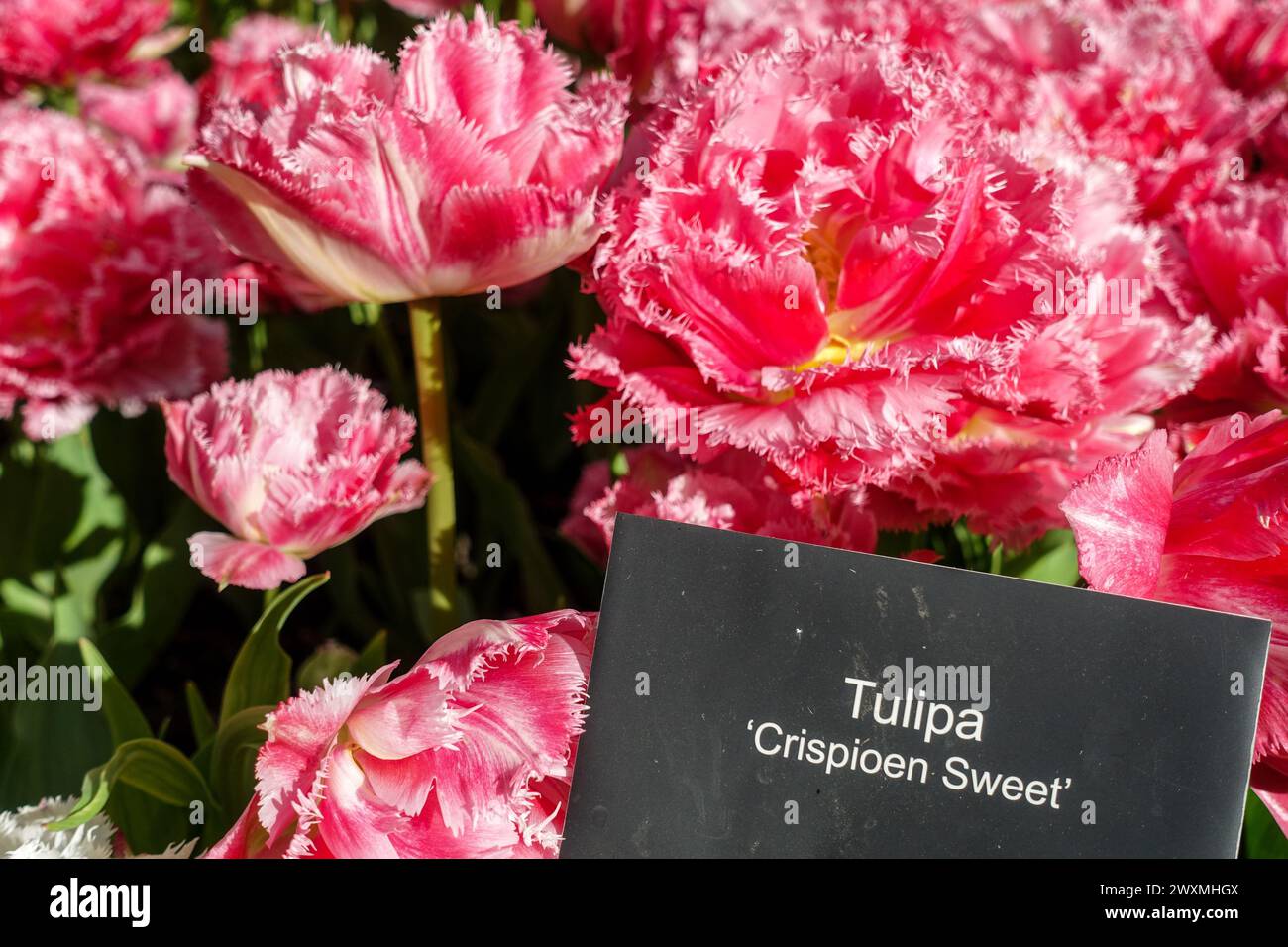 Crispioen Sweet tulipa, rugged tulip variety in the Keukenhof tulip garden, Netherlands, with name tag Stock Photo