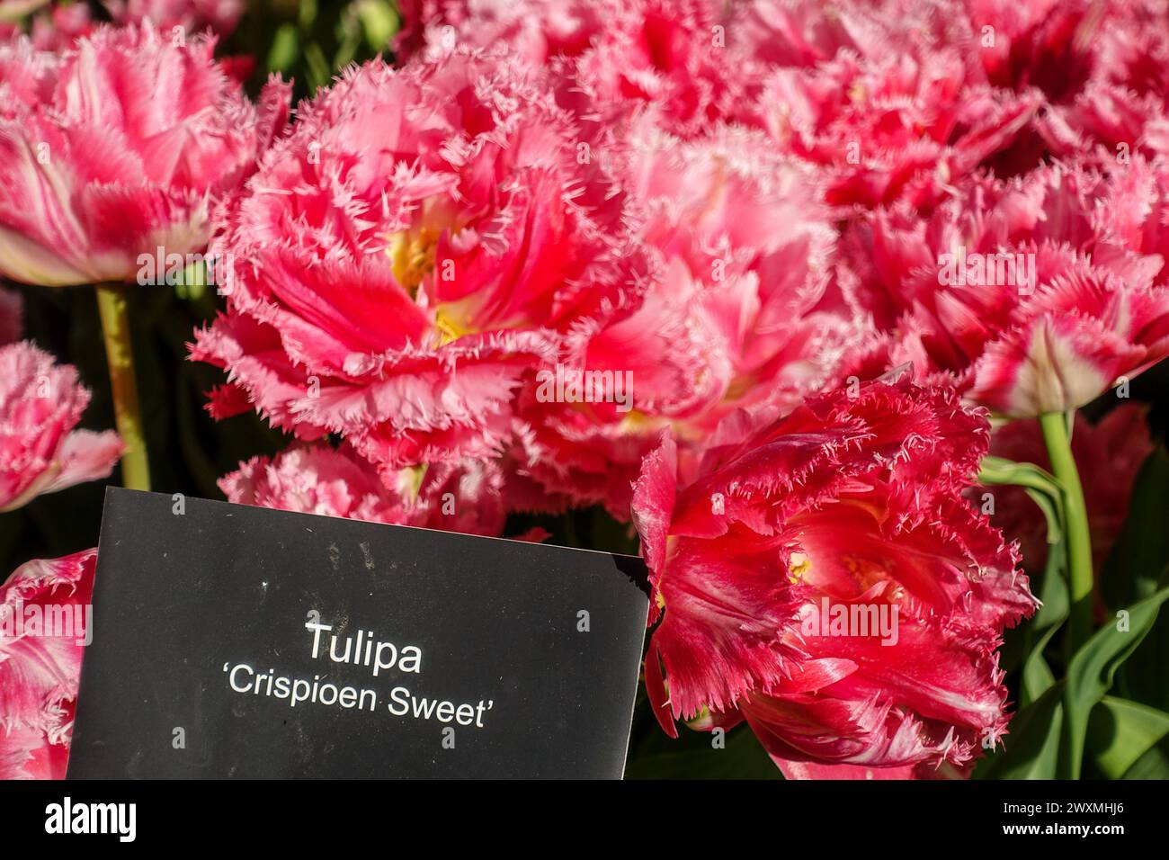 Crispioen Sweet tulipa, rugged tulip variety in the Keukenhof tulip garden, Netherlands Stock Photo