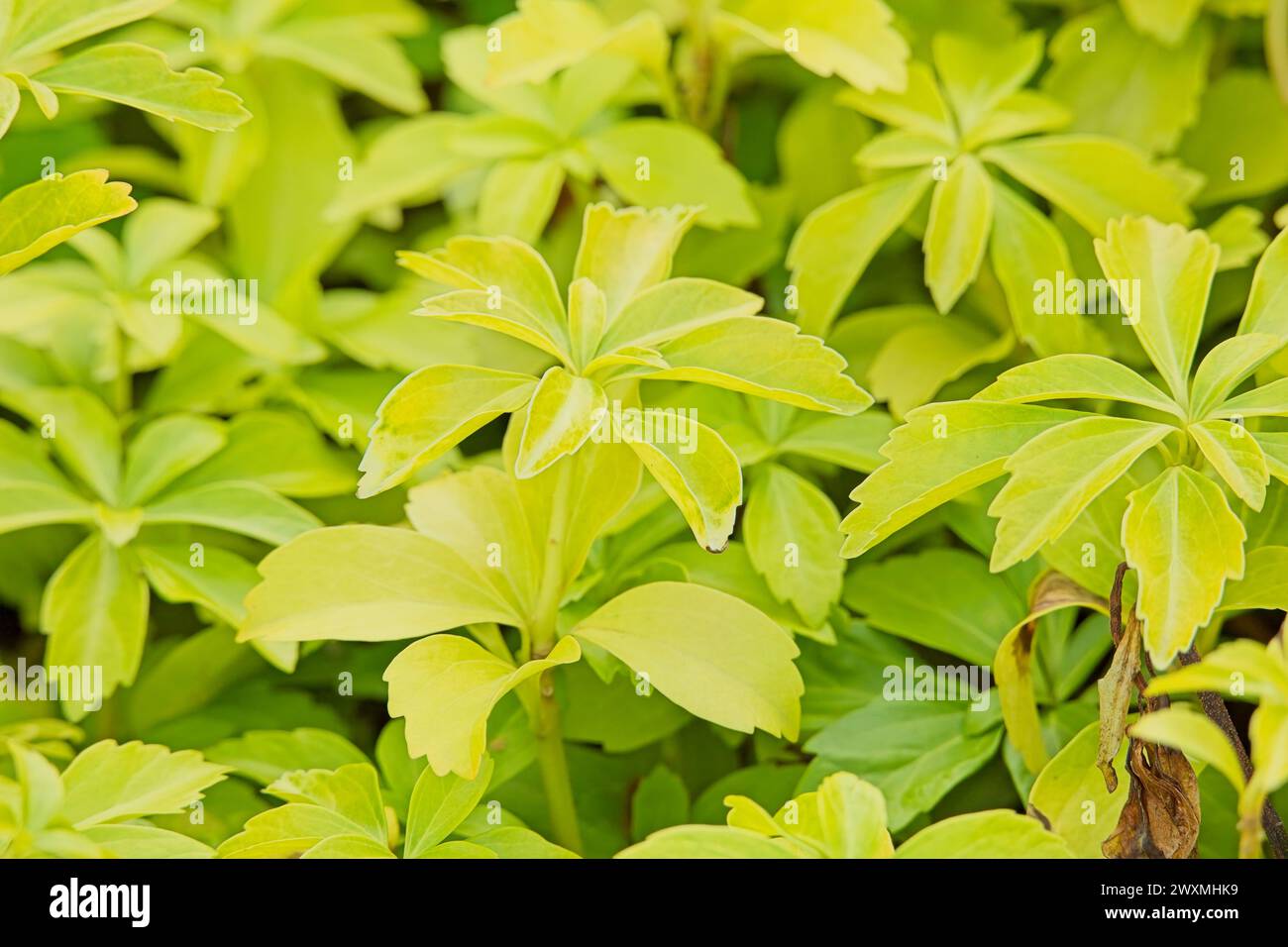 Closeup of pachysandra terminalis, the Japanese pachysandra, carpet box