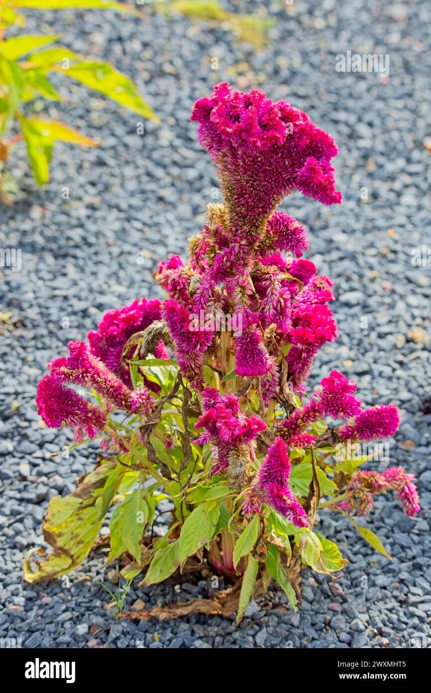 Celosia argentea commonly known hi-res stock photography and images - Alamy