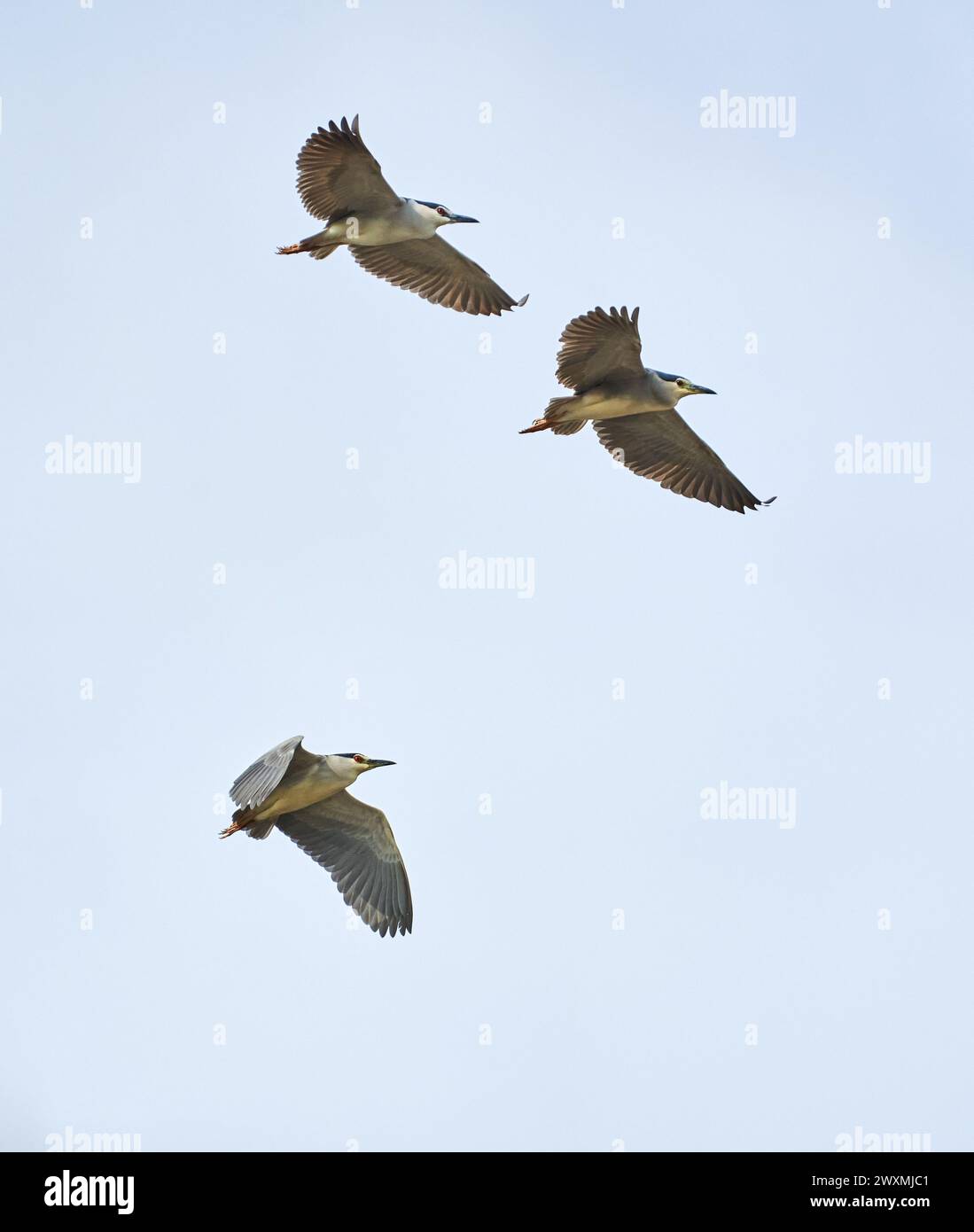 Night heron in flight against the sky in the early spring Stock Photo