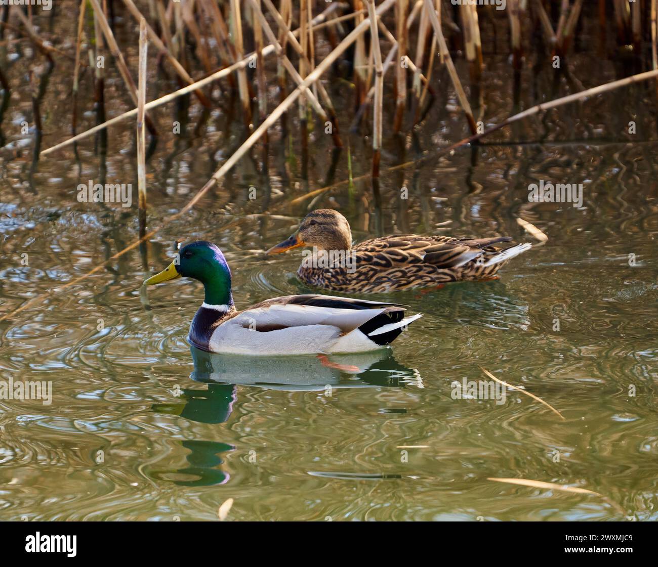 A pair of teal wild ducks (Anas crecca) male and female, on a lake Stock Photo
