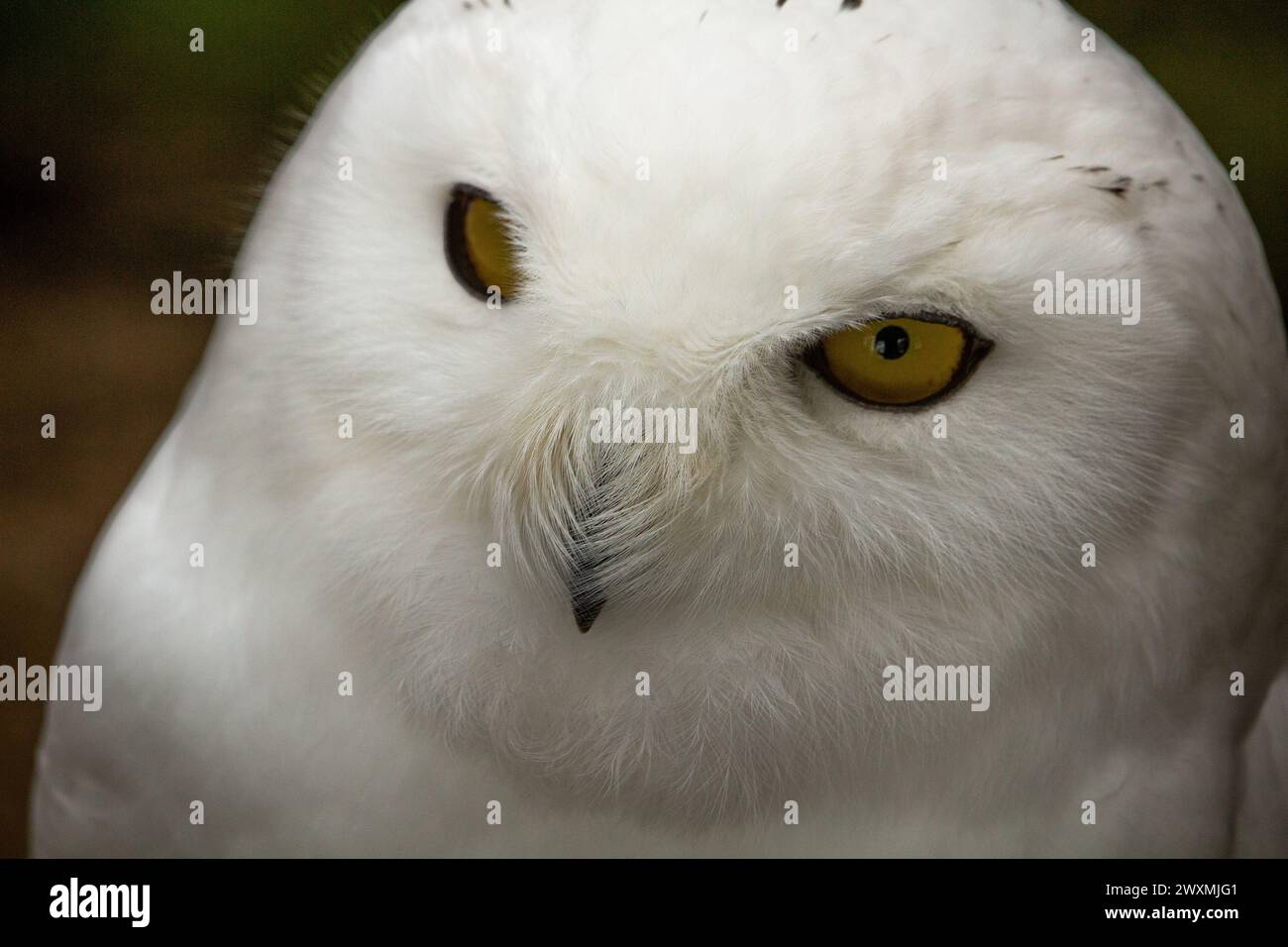 The Snowy Owl (Nyctea scandiaca) (Bubo scandiacus) is a large owl of the typical owl family Strigidae. Stock Photo