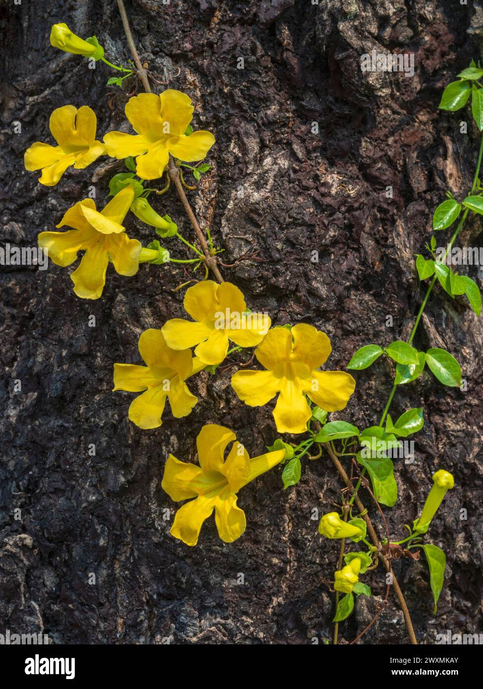 Closeup view of fresh yellow flowers of dolichandra unguis-cati aka cat's claw creeper, funnel creeper or cat's claw trumpet growing on tree trunk Stock Photo