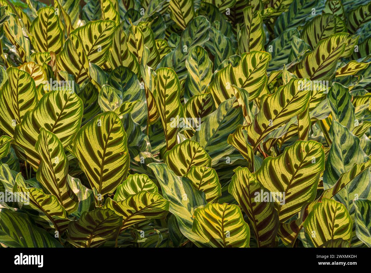 Colorful view of the decorative leaves of goeppertia makoyana aka calathea makoyana, peacock plant or cathedral windows in natural sunlight Stock Photo