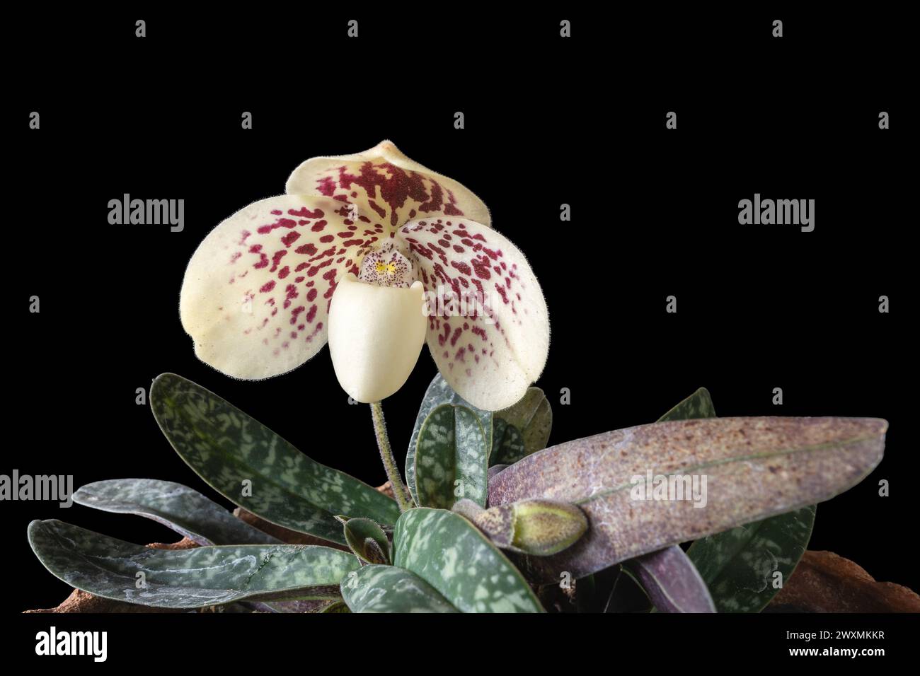 Closeup view of creamy white and purple red flower of lady slipper orchid species paphiopedilum godefroyae var leucochilum isolated black background Stock Photo