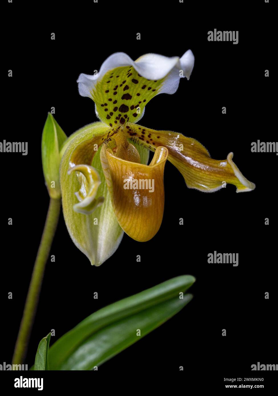Closeup vertical view of fresh yellow brown and green flower of lady slipper orchid species paphiopedilum exul isolated on black background Stock Photo