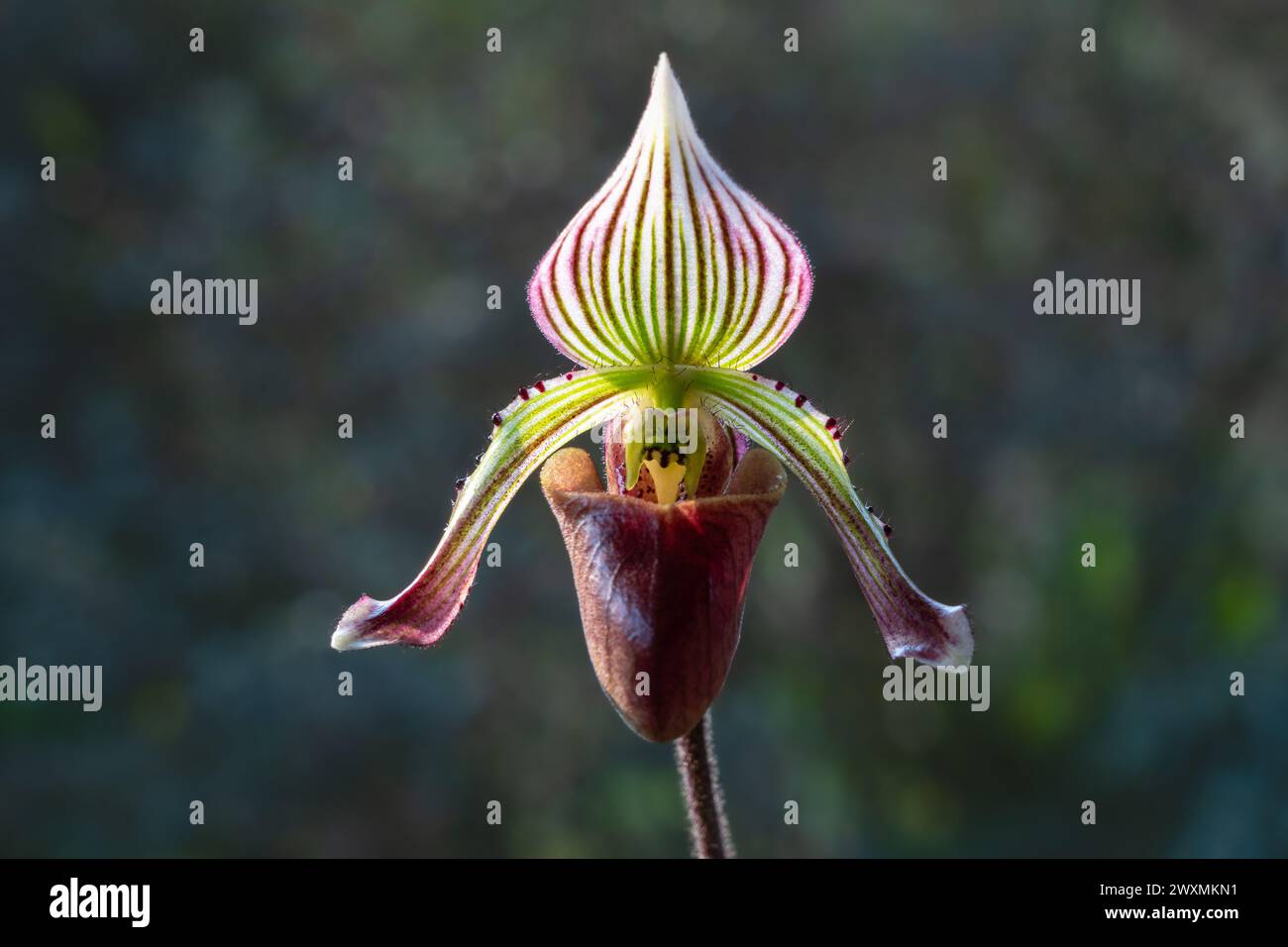 Closeup view of backlit purple, green and white flower of lady slipper orchid paphiopedilum fowliei species isolated on natural background Stock Photo