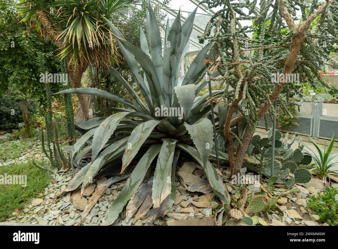 Agave franzosinii hi-res stock photography and images - Alamy