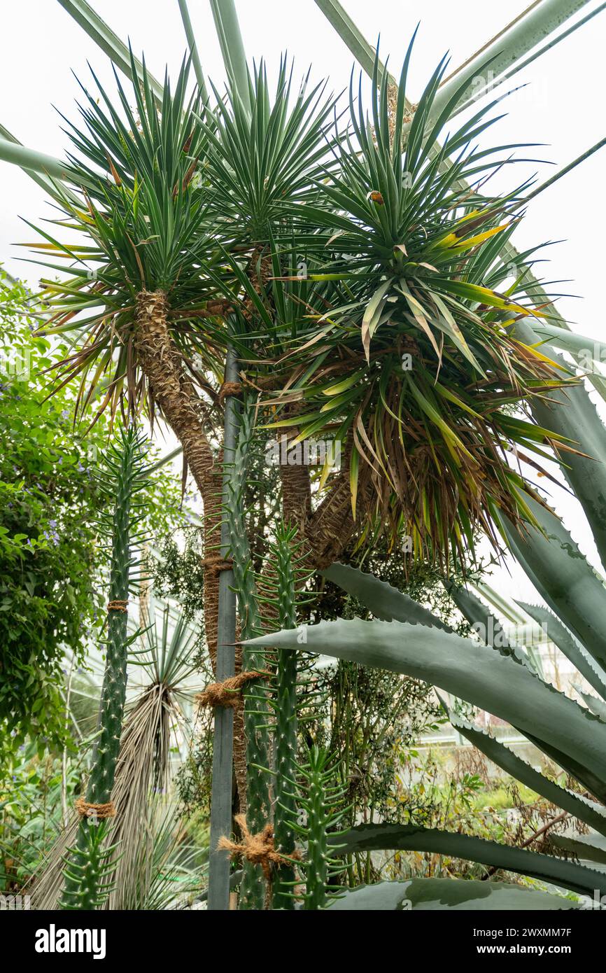 Saint Gallen, Switzerland, November 13, 2023 Aloe Aloifolia or Aloe Yucca at the botanical garden Stock Photo