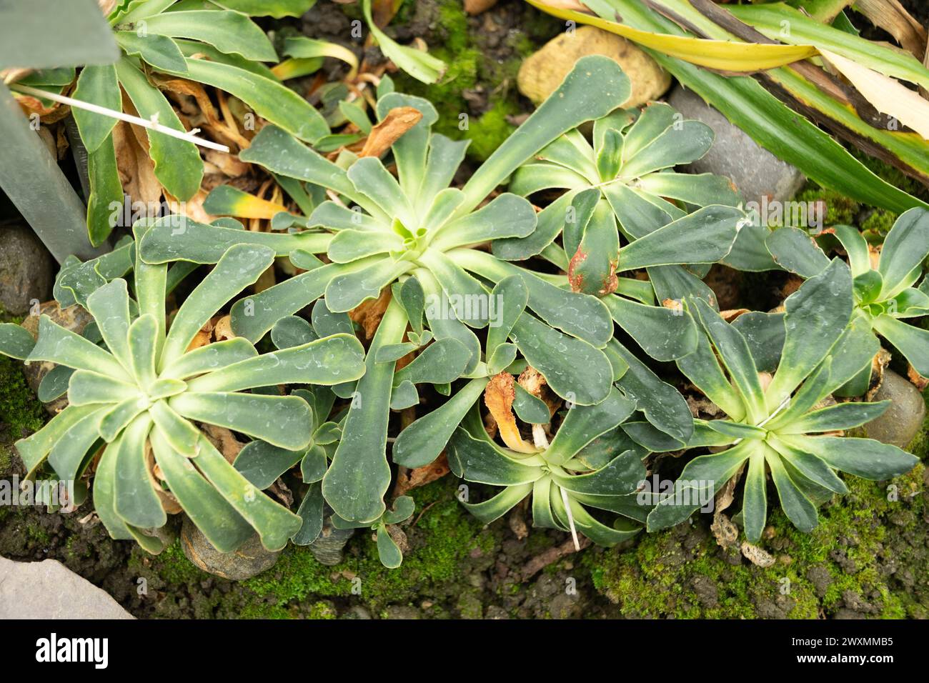 Saint Gallen, Switzerland, November 13, 2023 Lewisia Cotyledon plant or cliff maids at the botanical garden Stock Photo