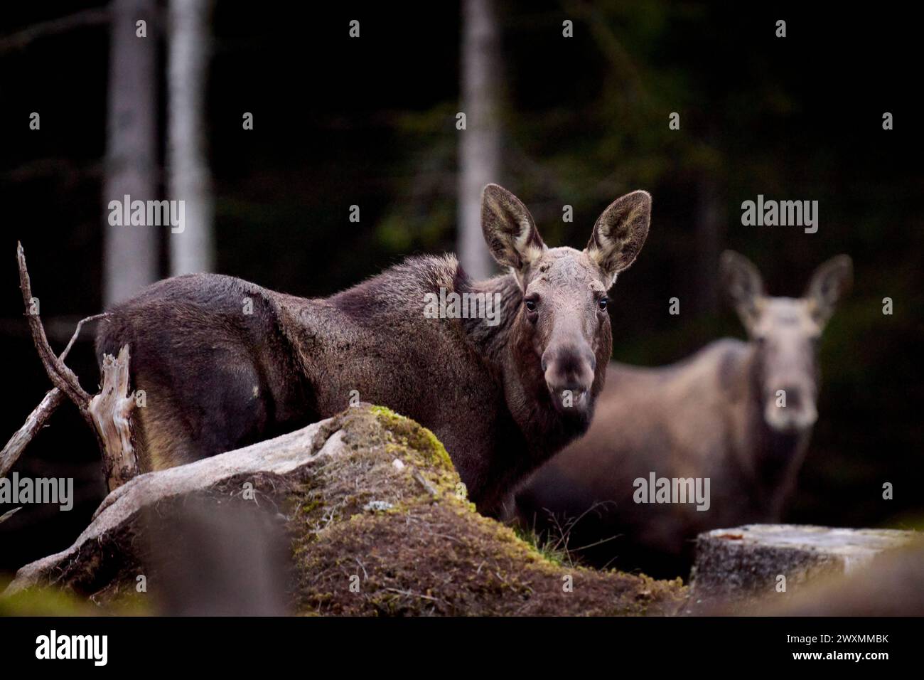 Algkalv hi-res stock photography and images - Alamy, image size:1300x956