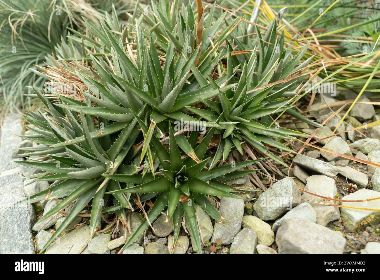 Saint Gallen, Switzerland, November 13, 2023 Dyckia Brevifolia or sawblade plant at the botanical garden Stock Photo