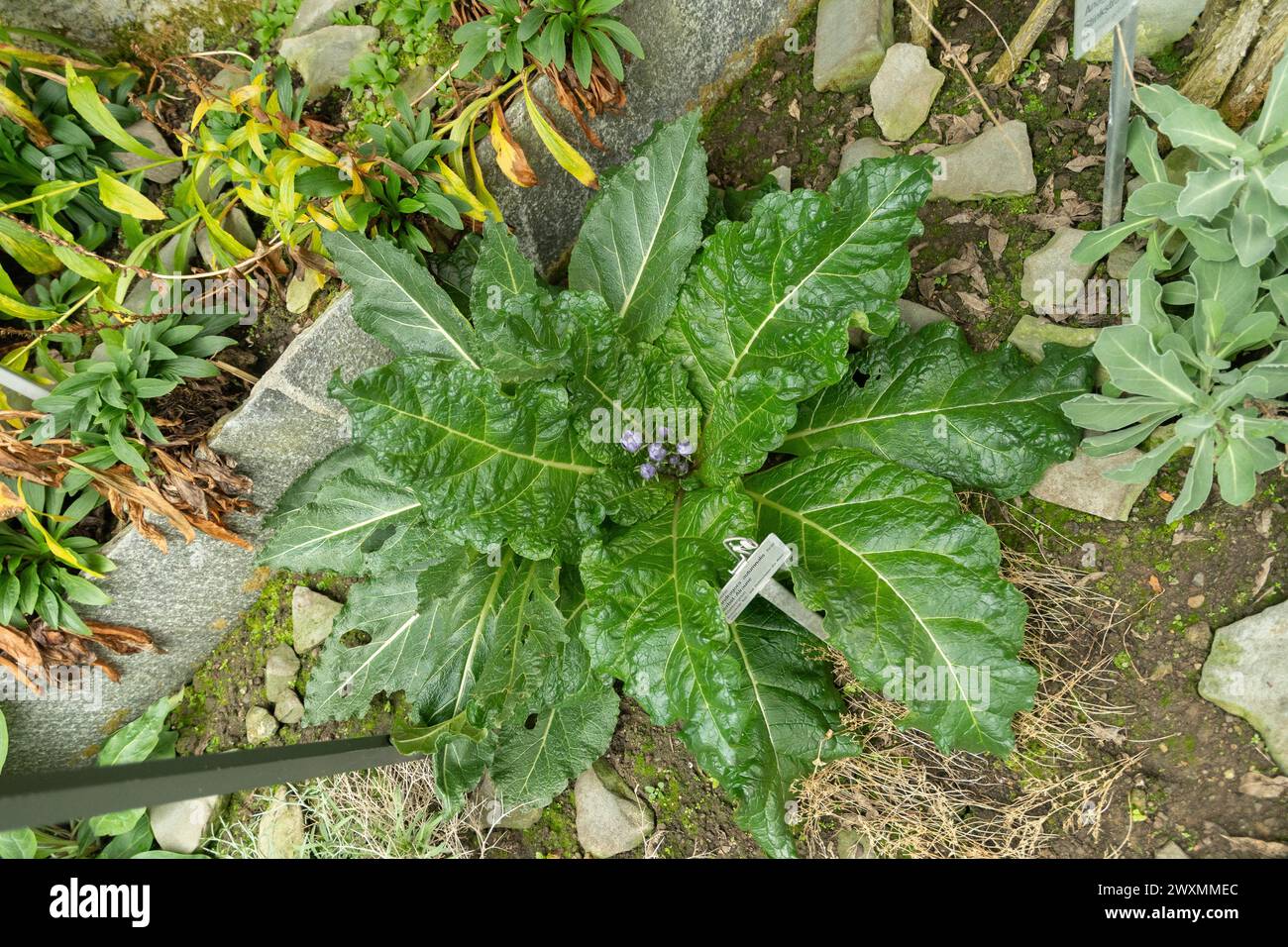 Saint Gallen, Switzerland, November 13, 2023 Mandragora Autumnalis or autumn mandrake plant at the botanical garden Stock Photo