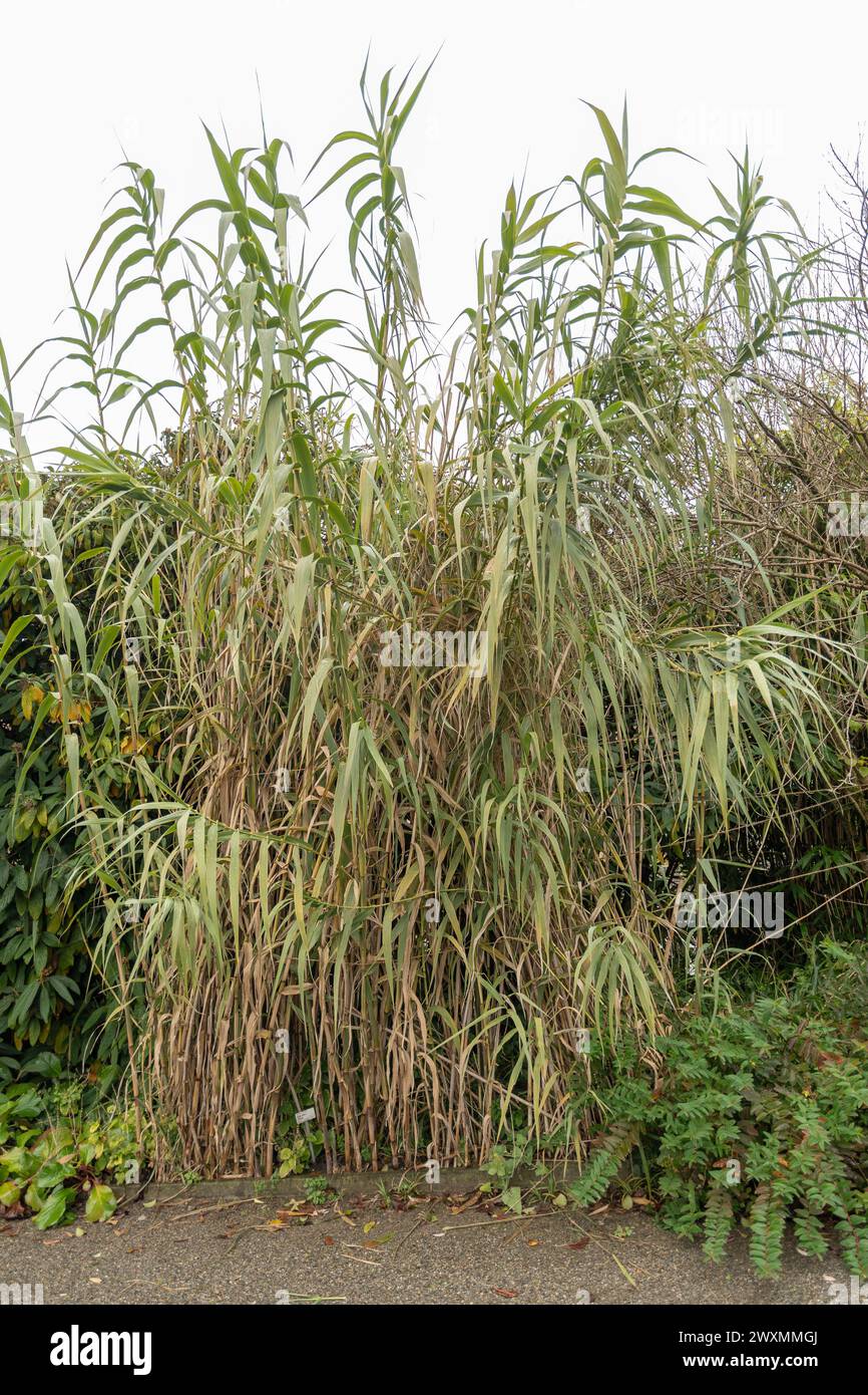 Saint Gallen, Switzerland, November 13, 2023 Arundo Donax or giant cane plant at the botanical garden Stock Photo
