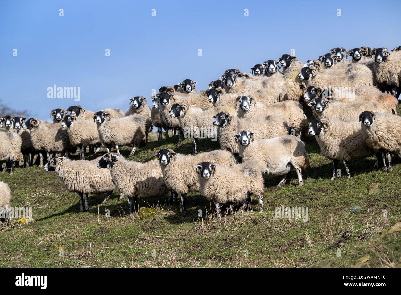 Flock of Swaledale and crossbred Blackface hill ewes out wintering on an upland farm near Tow Low, Co. Durham, UK. Stock Photo