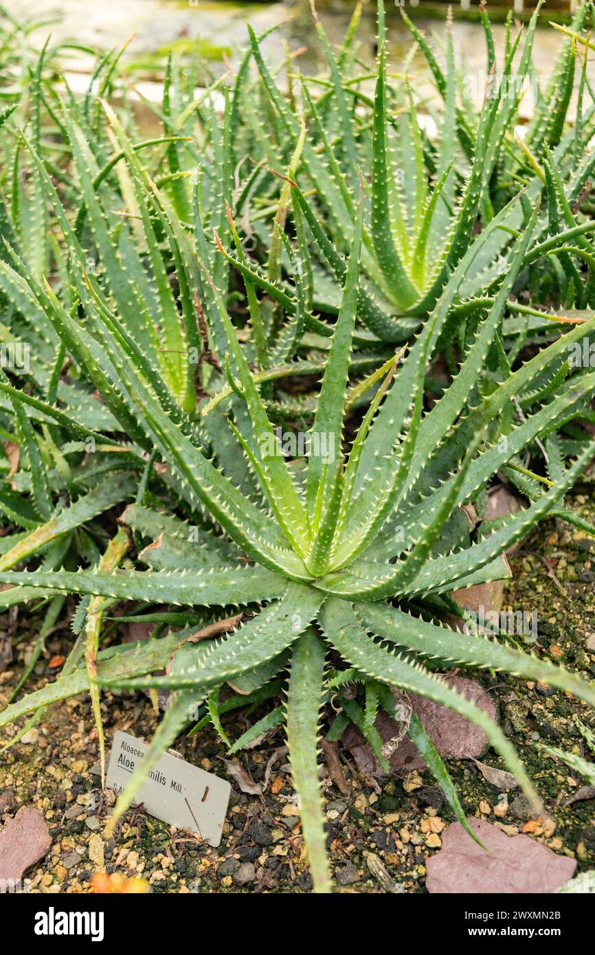 Saint Gallen, Switzerland, November 13, 2023 Aloe Humilis or spider aloe plant at the botanical garden Stock Photo
