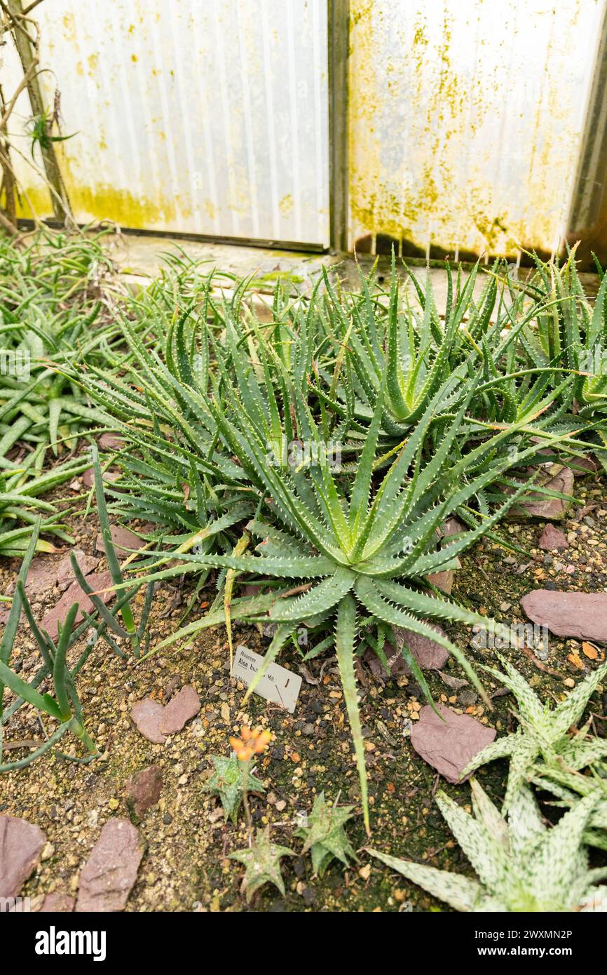 Saint Gallen, Switzerland, November 13, 2023 Aloe Humilis or spider aloe plant at the botanical garden Stock Photo