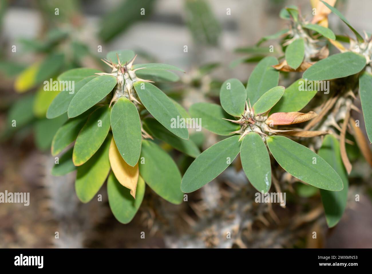 Saint Gallen, Switzerland, November 14, 2023 Euphorbia Duranii plant at the botanical garden Stock Photo