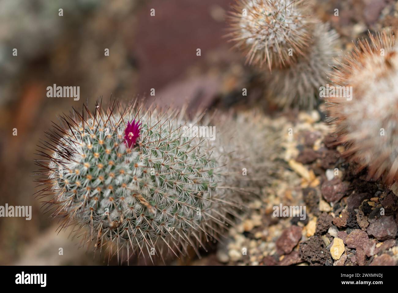 Mammillaria mammillaria discolor hi-res stock photography and images - Alamy