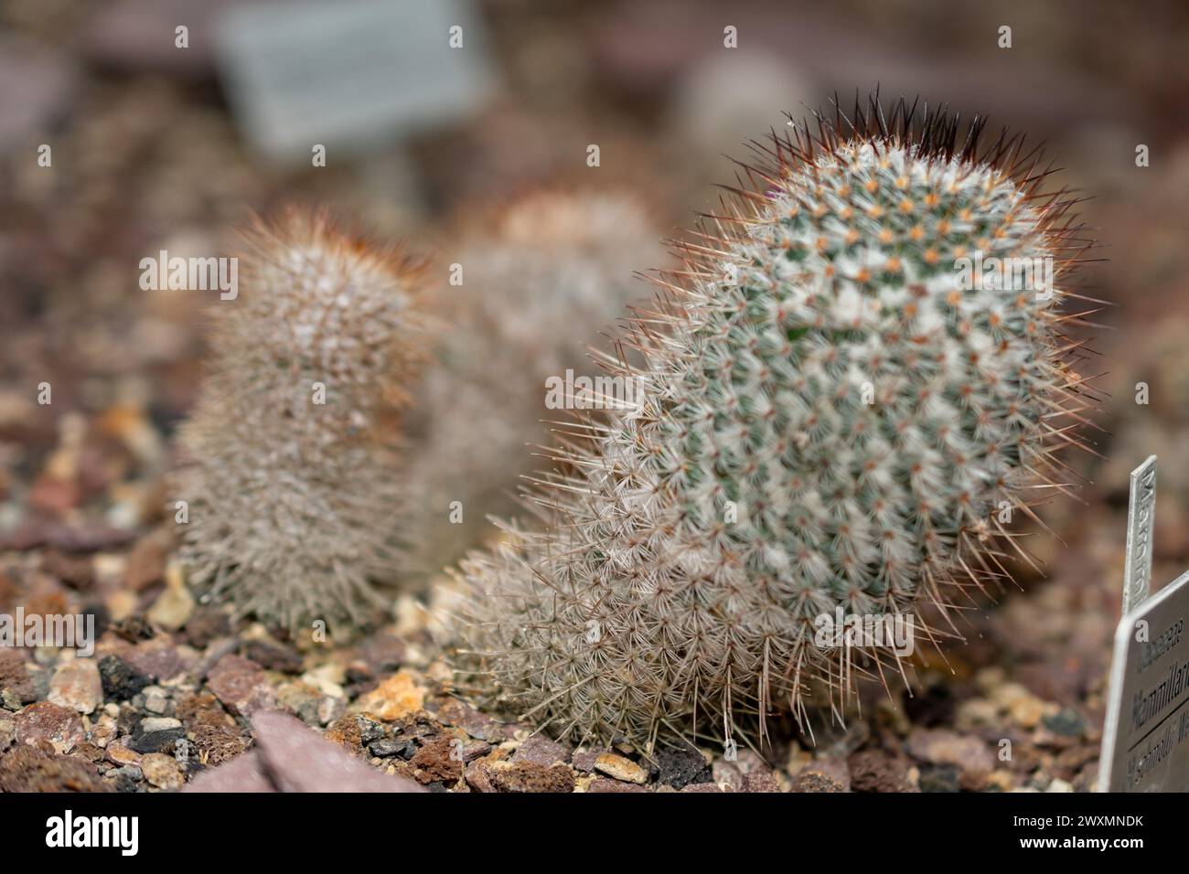 Mammillaria mammillaria discolor hi-res stock photography and images - Alamy