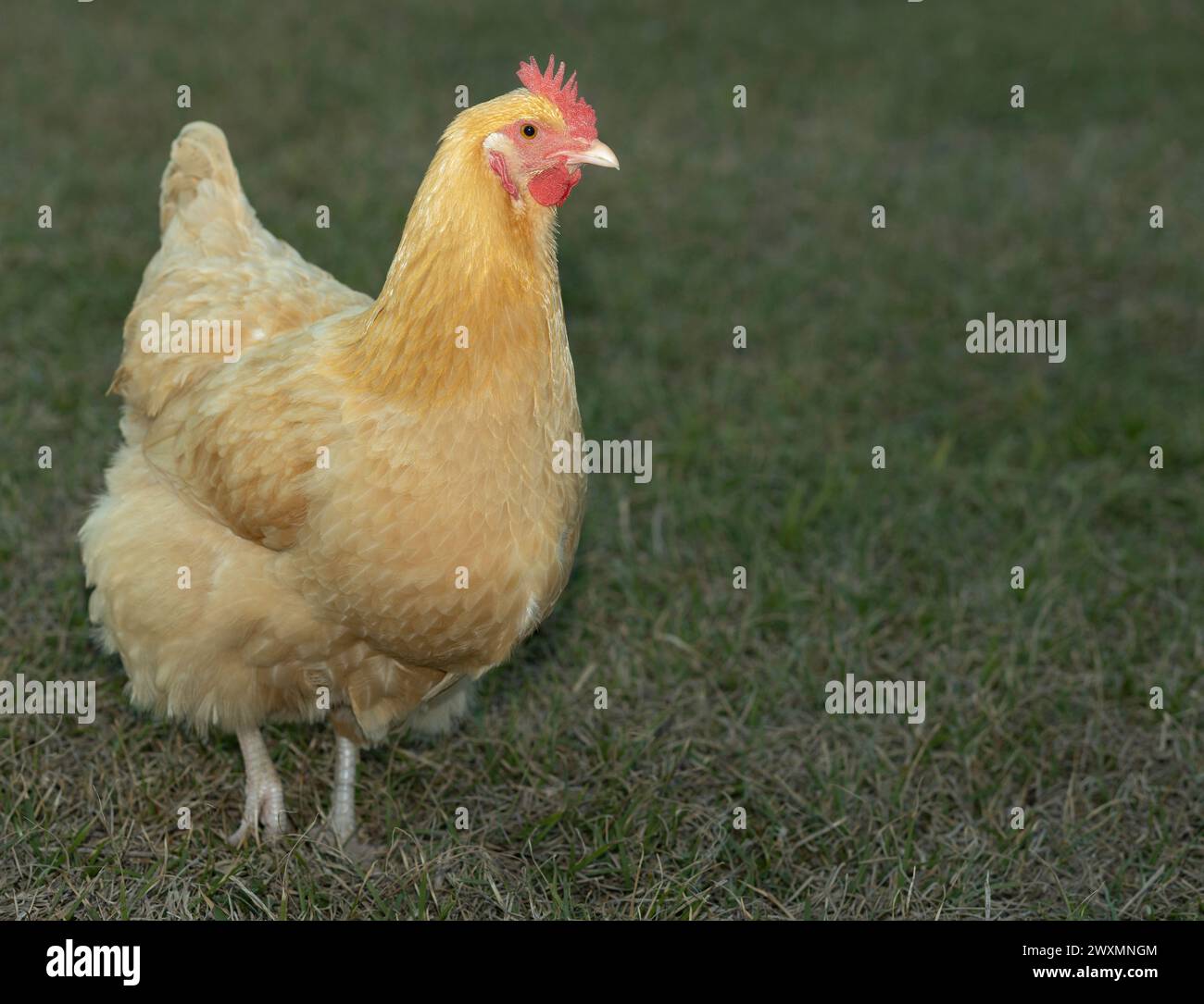 Copy space next to a buff Orpington chicken hen that free ranges on the ...