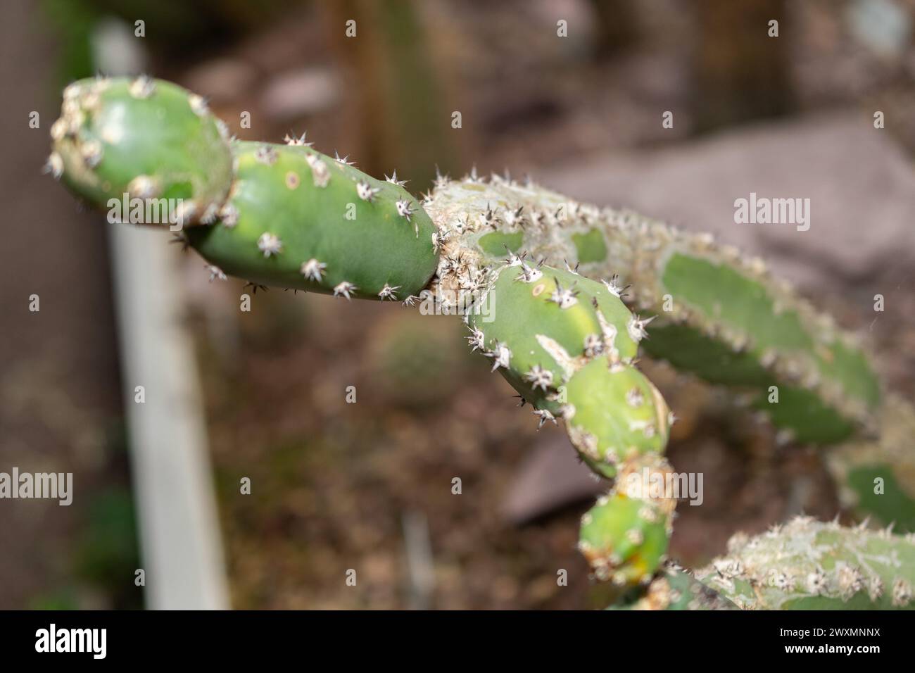 Saint Gallen, Switzerland, November 14, 2023 Harrisia Jusbertii cactus at the botanical garden Stock Photo