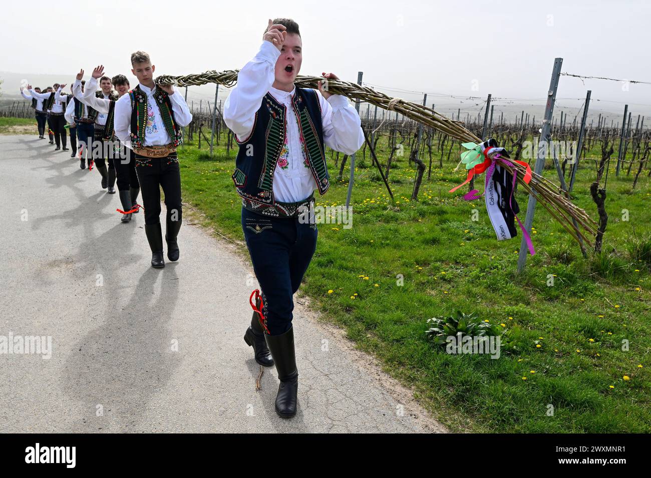 Nemcicky, Czech Republic. 01st Apr, 2024. Young men and boys in folk costumes walk around the village Nemcicky, Czech Republic, April 1, 2024, during Easter Monday. The ancient custom of whipping girls and women with plaited willow stems and splashing them with cold water should assure womankind with good health and fresh look. The girls then give coloured or painted eggs to boys and men as a sign of their thanks and forgiveness. Pictured boys with a 25-meter long Czech Easter Whip. Credit: Vaclav Salek/CTK Photo/Alamy Live News Stock Photo