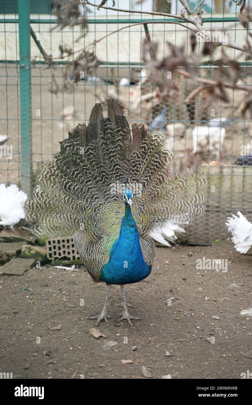 A peacock in a zoo enclosure with pigeons in the background Stock Photo