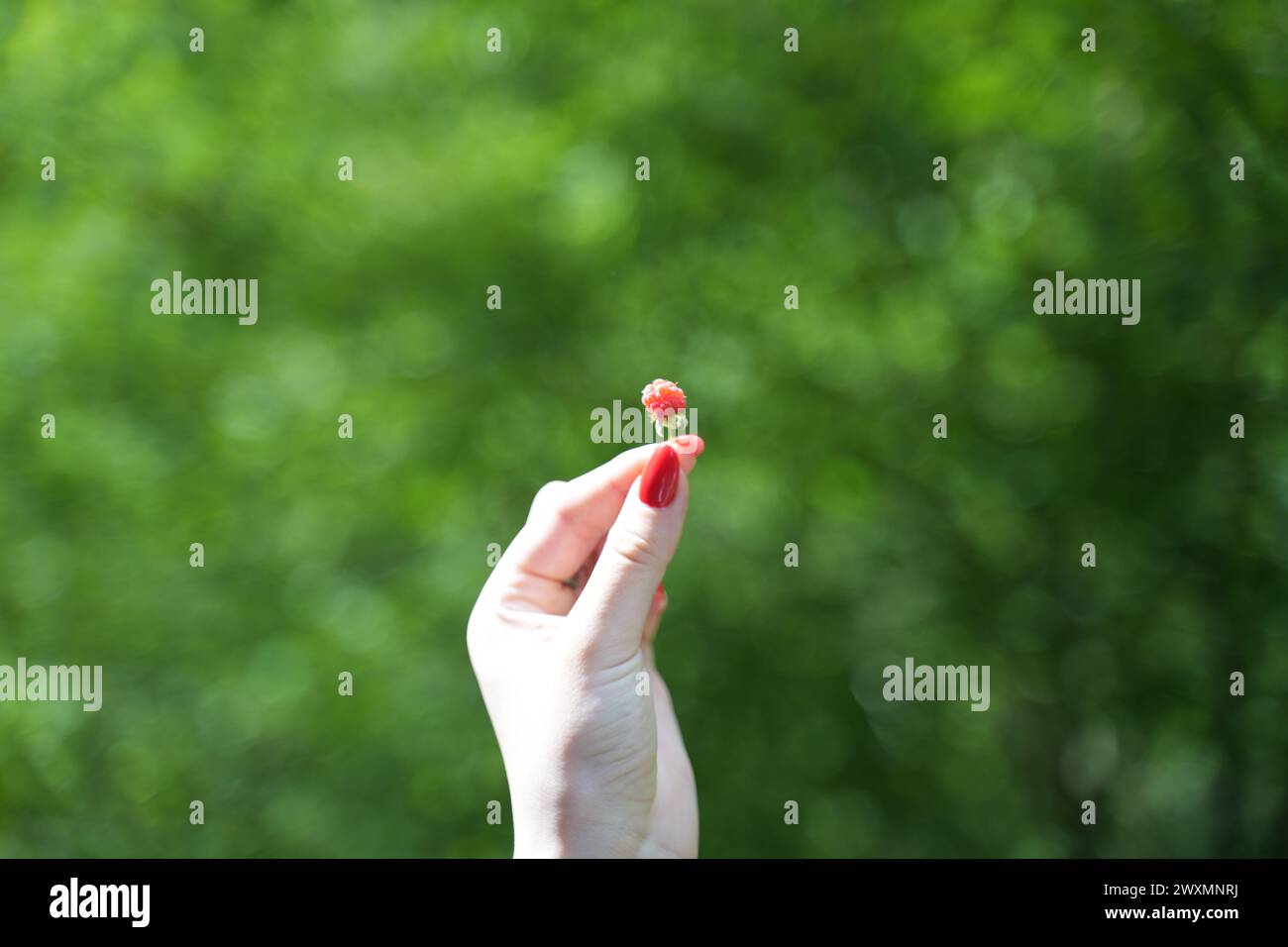 Raspberry woman hi-res stock photography and images - Alamy