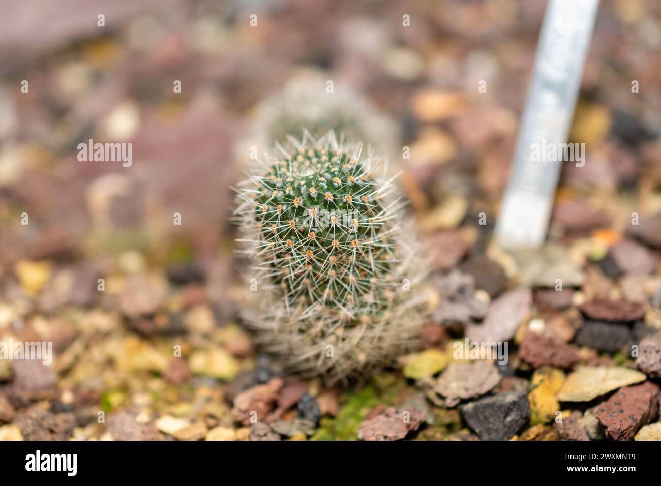 Saint Gallen, Switzerland, November 14, 2023 Rebutia Minuscula cactus at the botanical garden Stock Photo