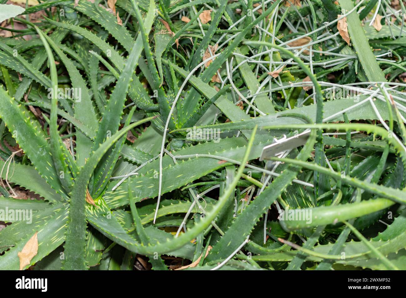 Saint Gallen, Switzerland, November 14, 2023 Aloe Dyeri plant at the botanical garden Stock Photo