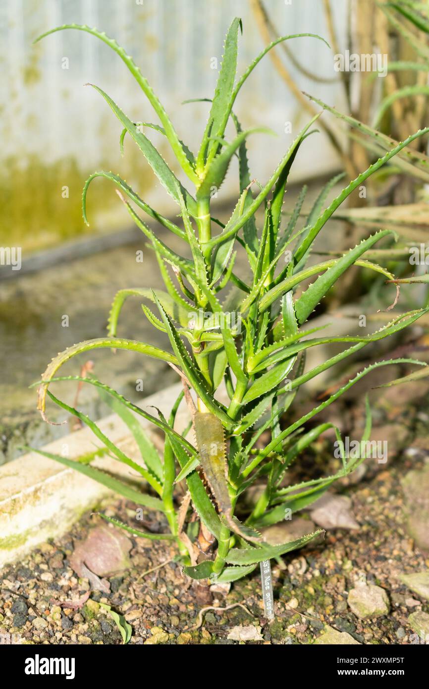 Saint Gallen, Switzerland, November 14, 2023 Aloe Cyrtophylla plant at the botanical garden Stock Photo