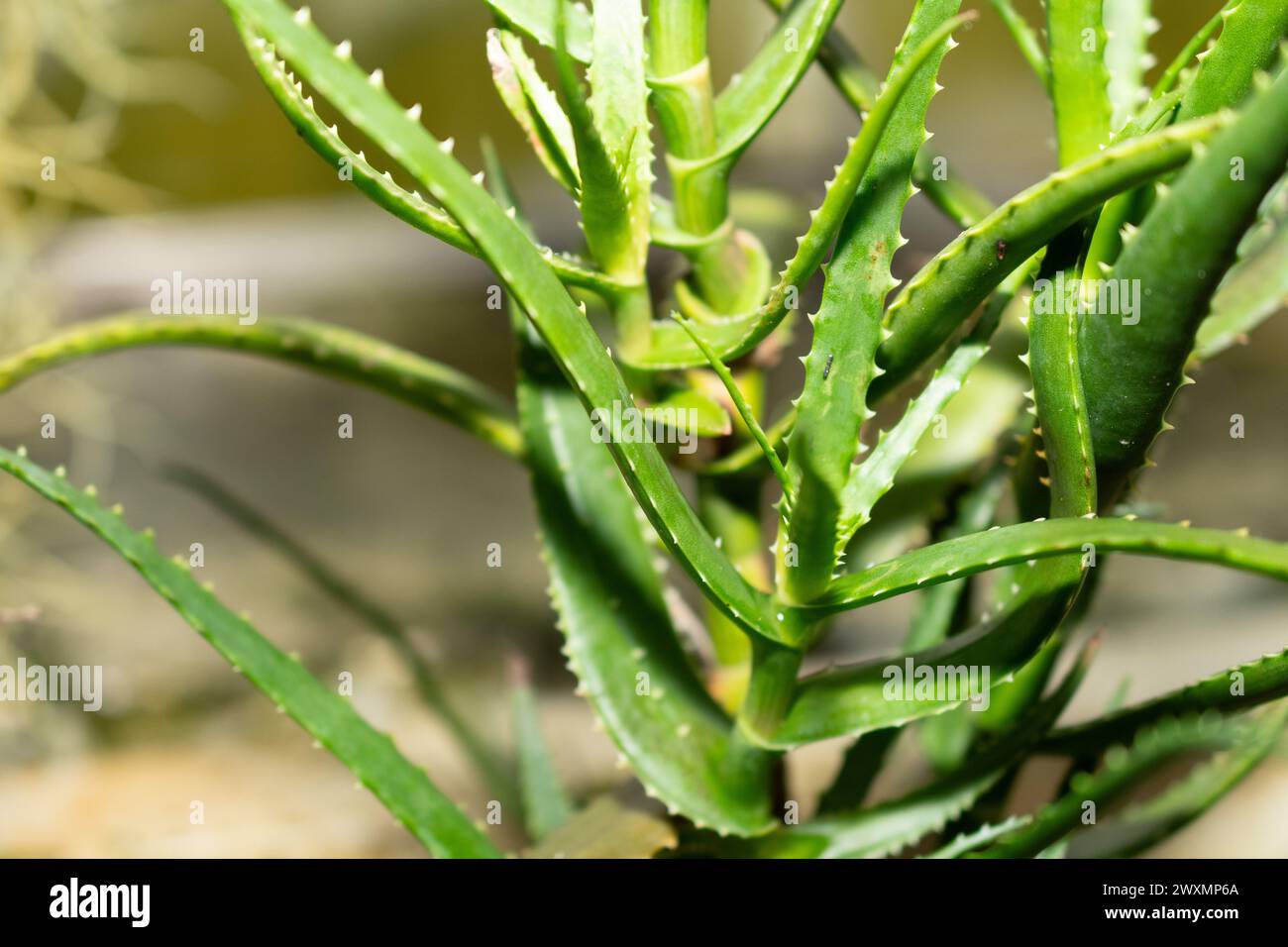 Saint Gallen, Switzerland, November 14, 2023 Aloe Cyrtophylla plant at the botanical garden Stock Photo