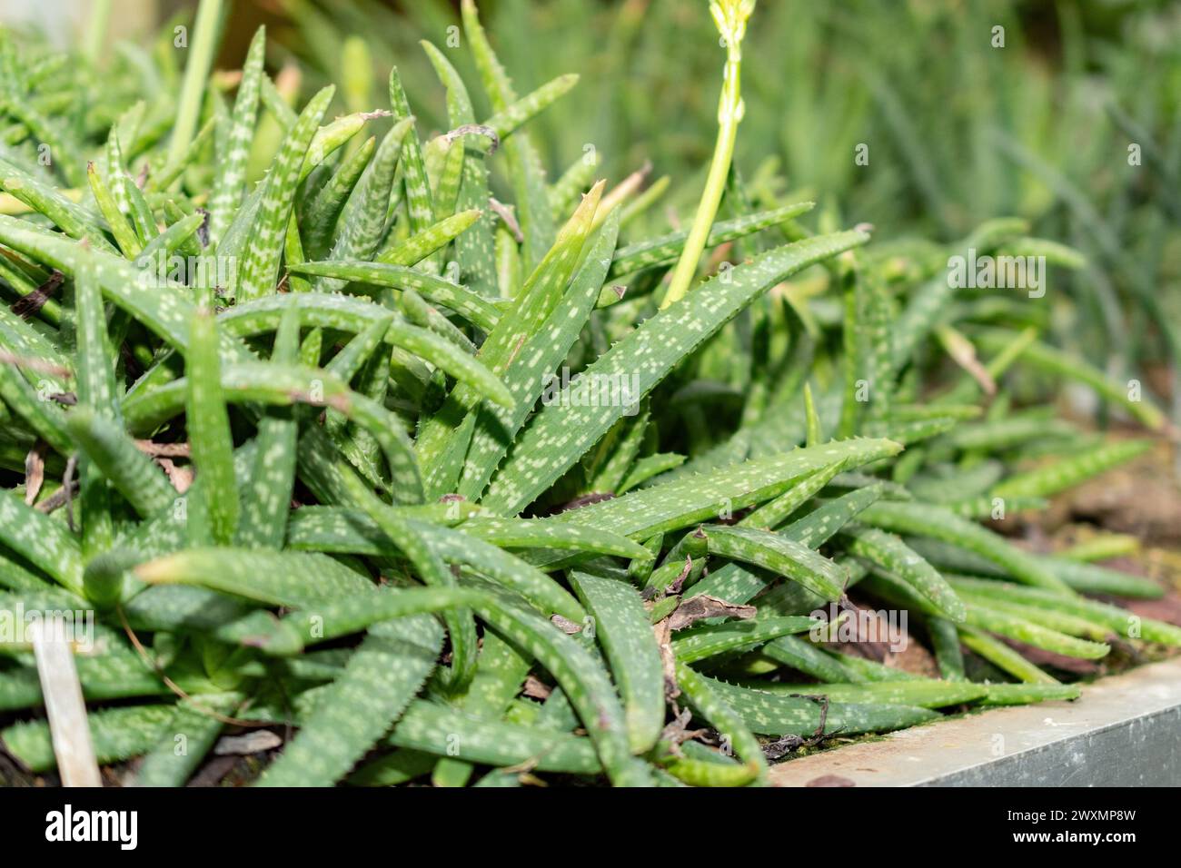 Saint Gallen, Switzerland, November 14, 2023 Aloe Ellenbeckii plant at the botanical garden Stock Photo