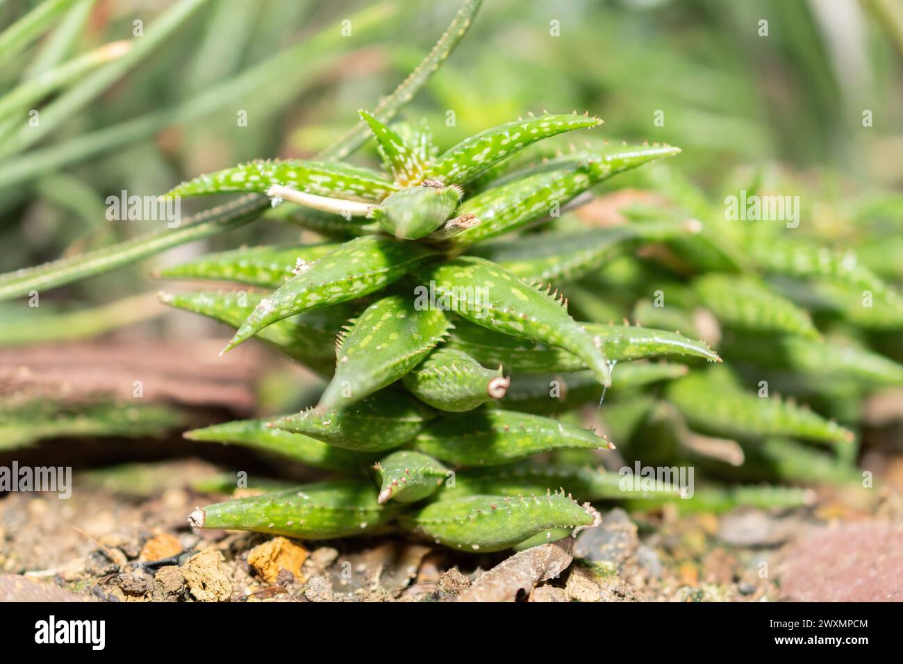 Saint Gallen, Switzerland, November 14, 2023 Aloe Jucunda plant at the botanical garden Stock Photo