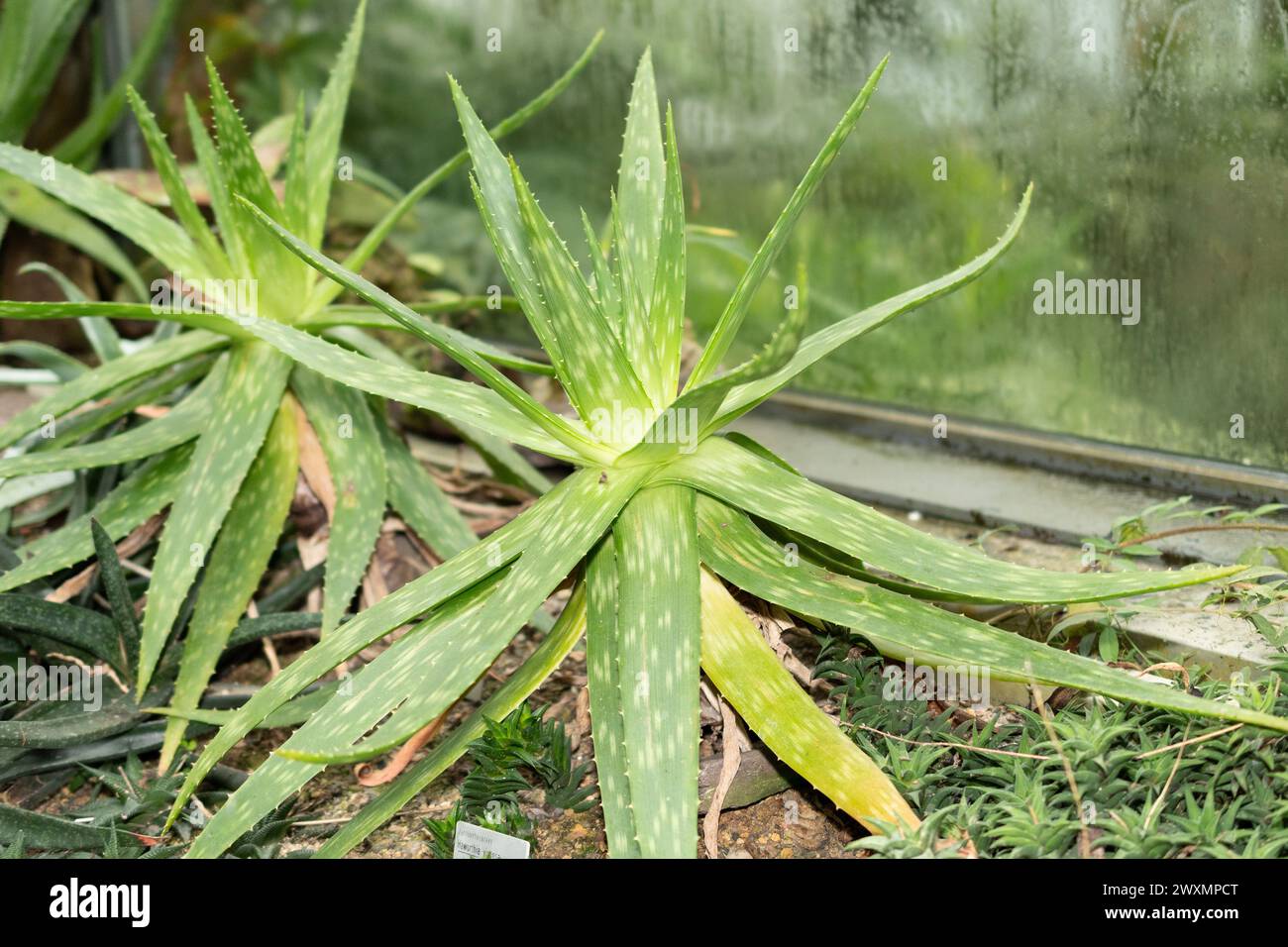 Saint Gallen, Switzerland, November 14, 2023 Aloe Graminicola plant at the botanical garden Stock Photo