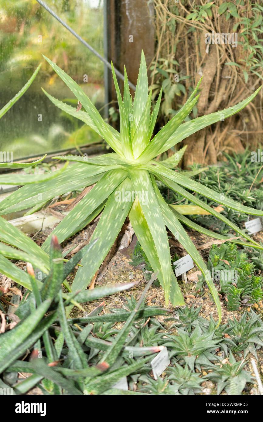Saint Gallen, Switzerland, November 14, 2023 Aloe Graminicola plant at the botanical garden Stock Photo