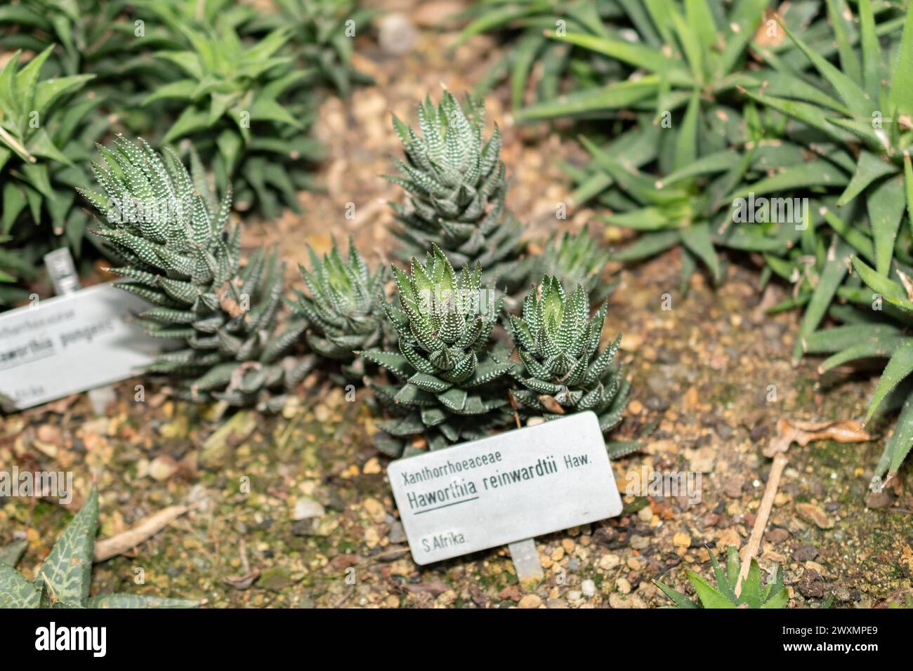 Saint Gallen, Switzerland, November 14, 2023 Haworthia Reinwardtii plant at the botanical garden Stock Photo