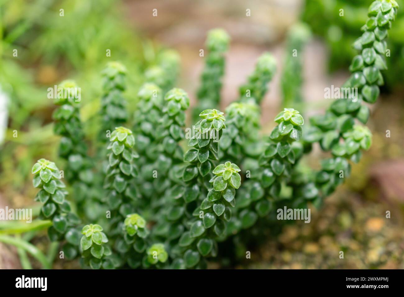 Peperomia columella hi-res stock photography and images - Alamy