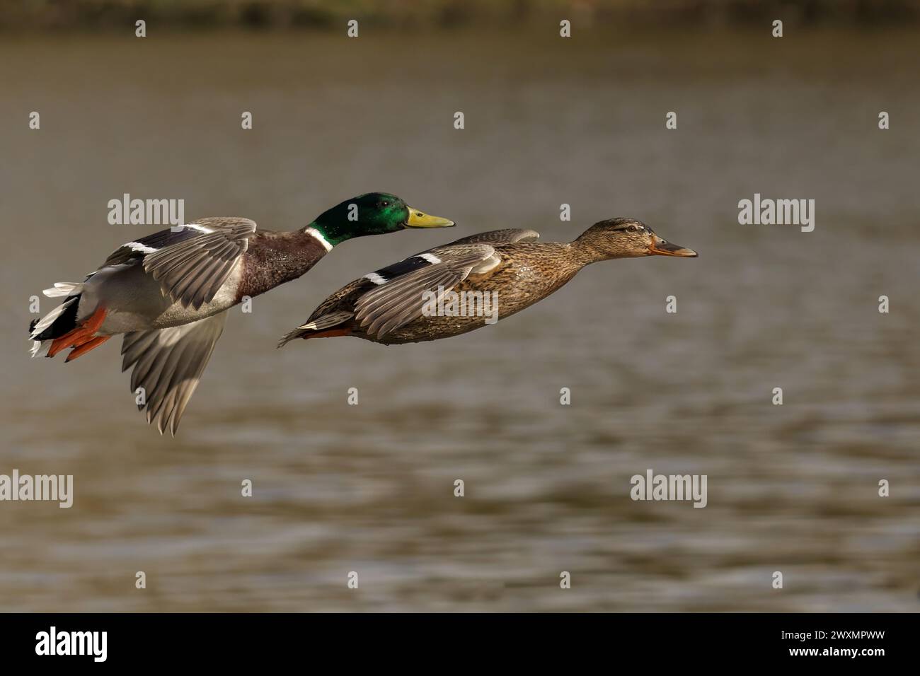 The two mallard ducks flying above the water Stock Photo