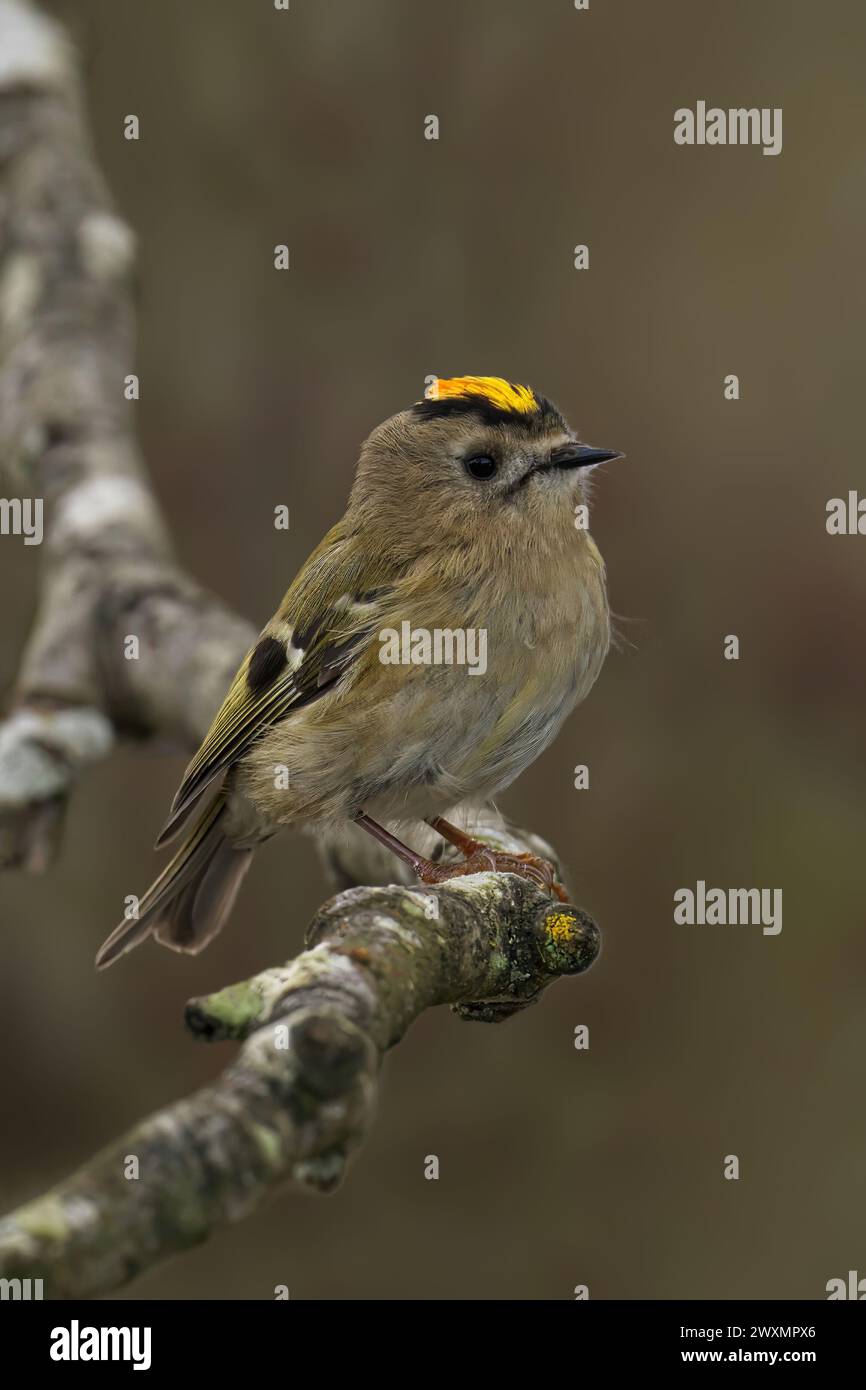 A goldcrest perched on a tree branch Stock Photo