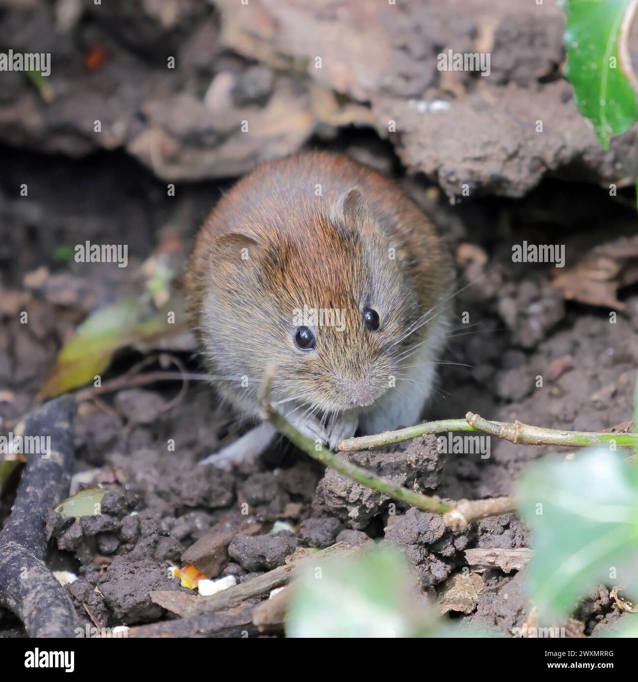 Bank Vole (Myodes Glareolus Stock Photo - Alamy