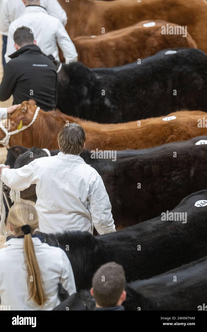 Show of Commercial suckler beef cattle at Carlisle auction mart, March 2024. Cumbria, UK. Stock Photo