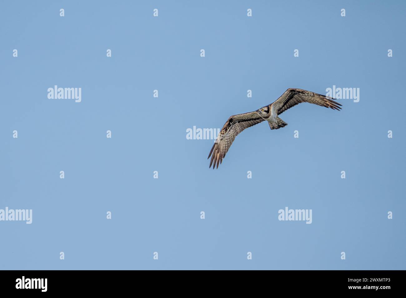 Osprey Stock Photo