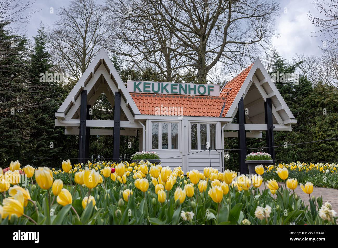 LISSE, THE NETHERLANDS - March 29, 2024: Colorful yellow tulip in dutch spring garden Keukenhof, also known as the Garden of Europe, is one of the lar Stock Photo