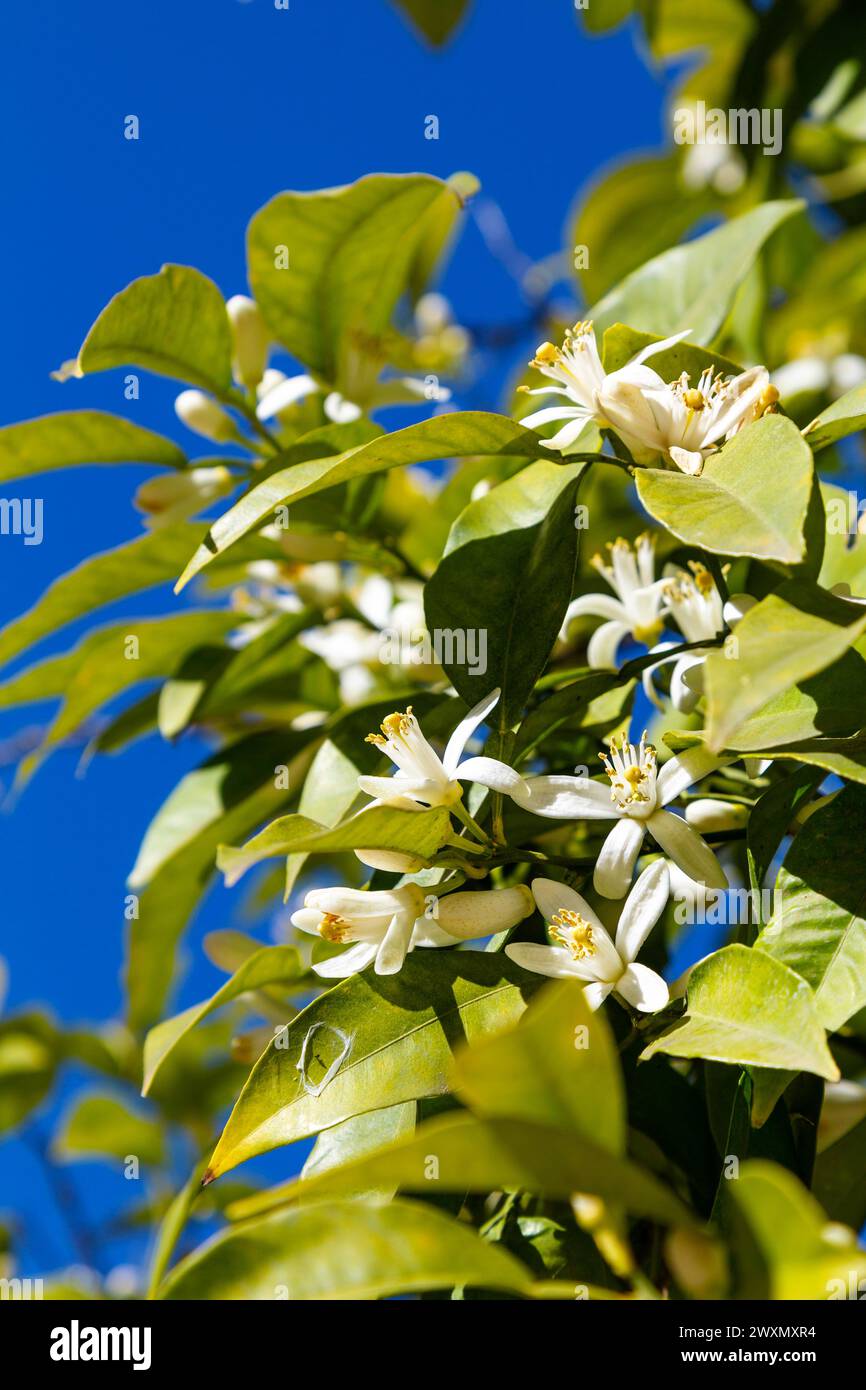 Sevilla orange hires stock photography and images Alamy