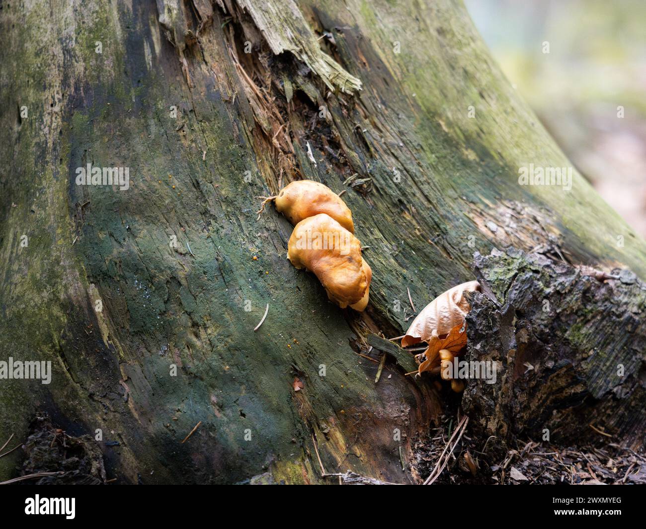 Orange fungus on a tree trunk in a forest in europe. Close up of plant part in the nature. Stock Photo