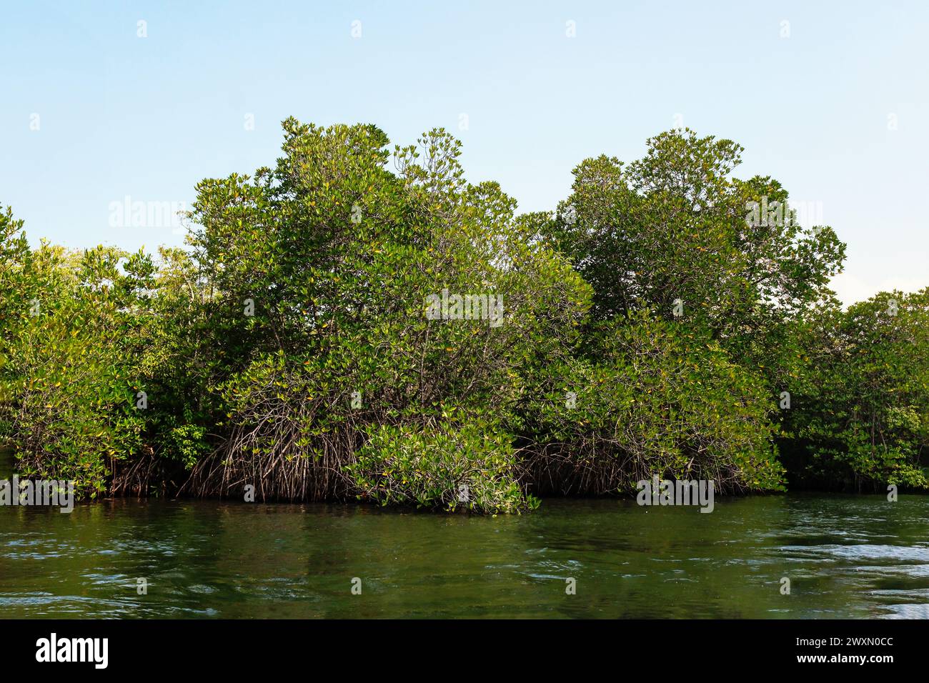 Sri Lanka. Mangroves on the banks of the Madu Ganga river Stock Photo ...